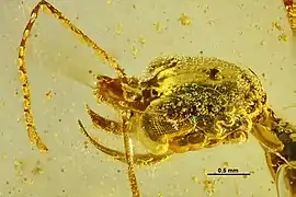 Aquilomyrmex huangi