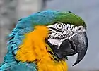 Head in high detail, Vogelburg (bird park), Weilrod, Germany