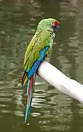 Military macaw (Ara militaris)