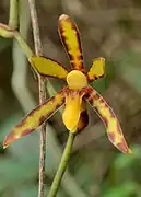 Detail of Arachnis labrosa flower