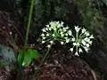 Aralia nudicaulis -Wild Sarsaparilla