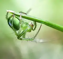 Araneus juniperi