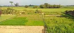 Farms of Arangi village of Kamsar