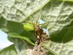 On a leaf