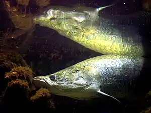 Image 10Arapaima gigas (from Agriculture in Guyana)