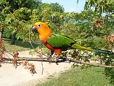 A yellow parrot with green wings and white eye-spots