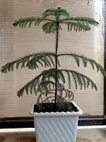 Potted specimen on a balcony in Qom, Iran