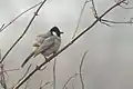 White-eared Bulbul