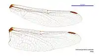 Male wings