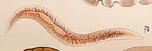 Illustration of a long flatworm with a light orange color. It has red, vein-like structures visible all along its body.