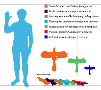 Archaeopteryx sizes ranging between about 25 and 50 cm long and between 25 and 60 cm in wingspan