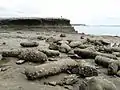 The rocks between the point and St Heliers Bay.  The concretions are scattered and looking like fossilised logs, long after the supporting sandstone has been eroded away by the waves.