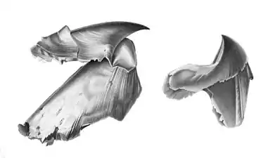 #[3] (18/7/1895)Two-part beak of an undetermined squid (Joubin, 1900:pl. 14 figs. 1–2), identified as possibly Architeuthis by Joubin (1900) and as non-architeuthid by Pfeffer (1912)