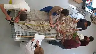 #532 (30/7/2009)Same specimen being prepared for dissection by Clyde Roper (top left) and other scientists from the Smithsonian Institution, NOAA, and the Delaware Museum of Natural History, including Paula Rothman, Elizabeth Shea, and Michael Vecchione