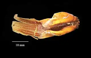 #30 (25/11?/1873)Radula as it appeared in 2006, at the Peabody Museum of Natural History (see also reverse side).