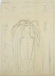 #67 (4/2/1895)Type specimen of Architeuthis japonica, caught in a net in Tokyo Bay on 4 February 1895 after a 2–3 day storm (Mitsukuri & Ikeda, 1895:pl. 10)