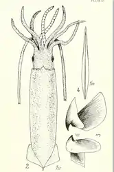 #47 (23/5/1879)Holotype of Thomas William Kirk's Steenstrupia stockii, from the type description (Kirk, 1882:pl. 36 figs. 2–4)