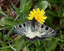 False Apollo(Archon apollinus)tribe Luehdorfiini