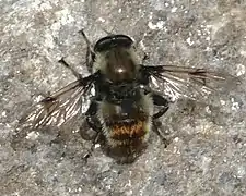 Sericomyia flagrans male