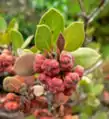 Leaves and fruit