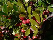 Reddish berries growing among thick, green, paddle-shaped leaves.