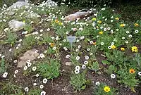 Flowering in the Northern Cape