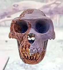 A skull