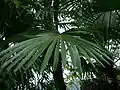 Fanned leaves of T. fortunei