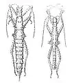 Illustrations (plate. I, fig. 4 & 5) from Redtenbachers first description