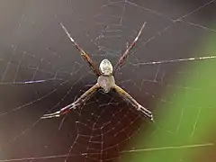 Male, Litchfield National Park