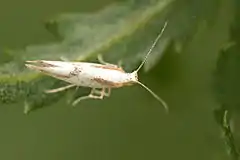 Argyresthia pruniella