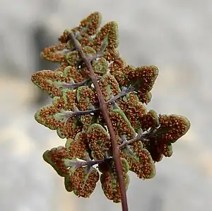 underside of greenish-gray divided leaflet with brown stalks and empty brown capsules, lacking white powder