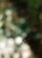 Argyrodes flavescens, a kleptoparasite found on the web of A. pulchella