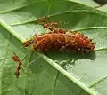 caterpillar with ants