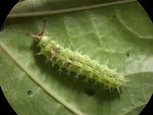 Larva