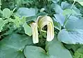 Young Arisarum vulgare