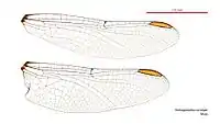 Male wings