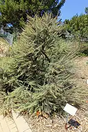 Specimen in Manhattan Beach Botanical Garden