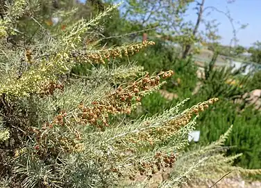 Close-up of foliage with dry flowers