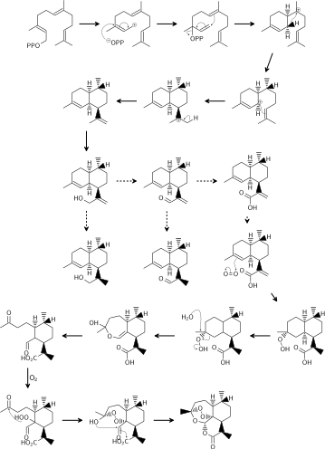 Biosynthesis of Artemisinin