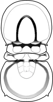 A drawing of "Trinodus tardus"