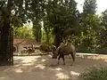 Camels at Artis