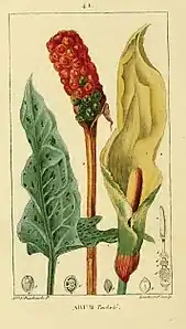 Arum maculatum