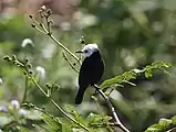 White-headed marsh tyrant