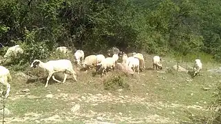 Sheep in Arvati