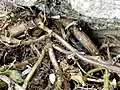 Detail of woody stems growing out of crevice in church gate wall.