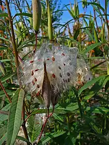 Seeds