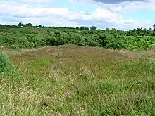 Ashdown Forest