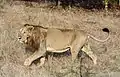 The black tuft of fur at the end of this Asiatic lion's tail is difficult to explain as an evolutionary vestige, or adaptation. Yet it occurs in all lions.