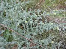 Asparagus acutifolius